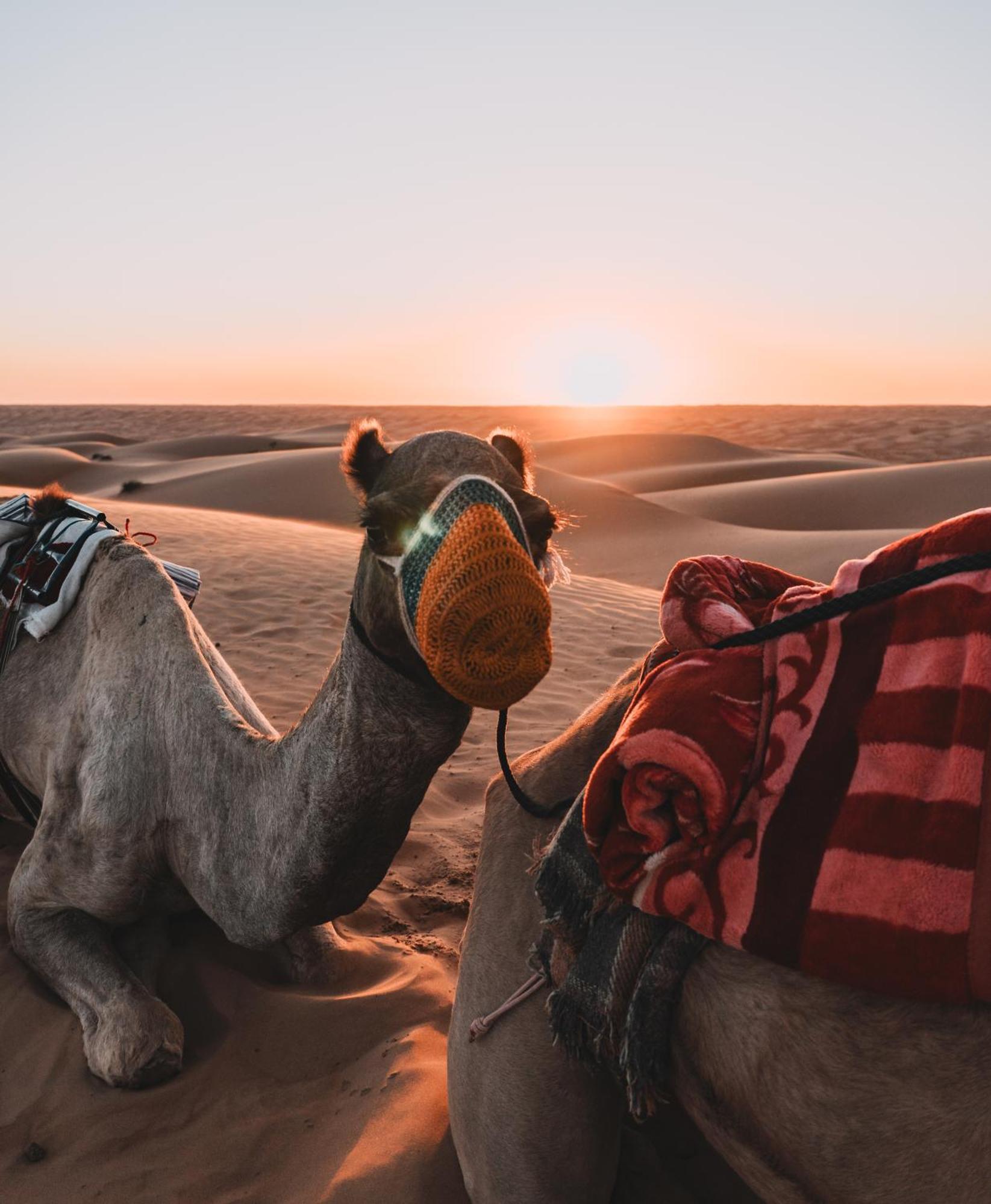 Hamood Desert Private Camp Al Wāşil Exterior foto